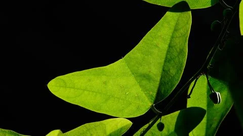 Passiflora biflora leaves Stock Photos