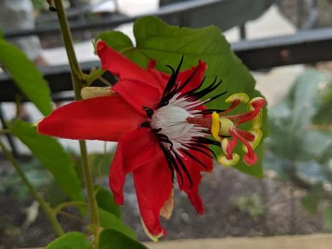 A passiflora in bloom Stock Photos