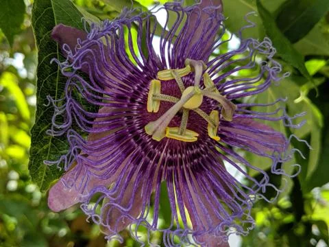A passiflora in bloom Stock Photos