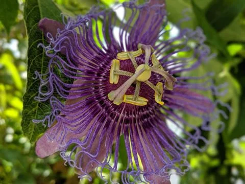 A passiflora in bloom Stock Photos