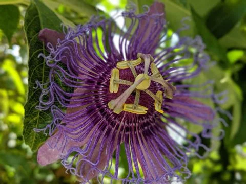 A passiflora in bloom Stock Photos