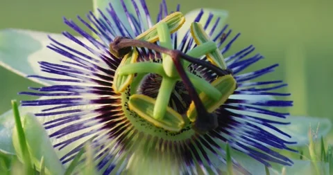 Passiflora Caerulea, Flower, Macro Stock Footage 316520794