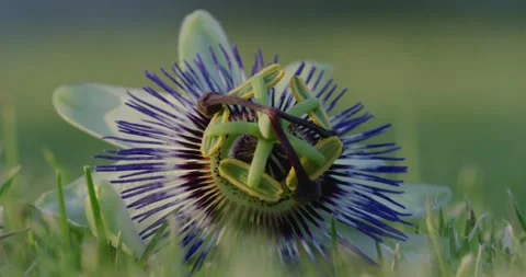 Passiflora Caerulea, Flower, Macro Shot Stock Footage 316520671