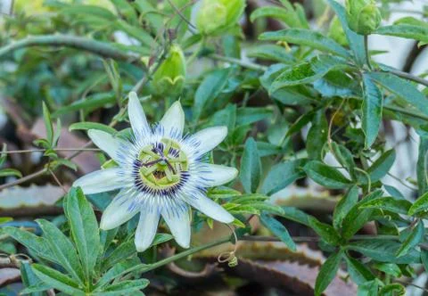 Passiflora caerulea flower Stock Photos