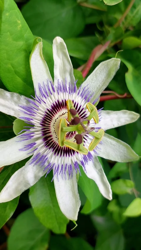 Passiflora caerulea Stock Footage 323693471