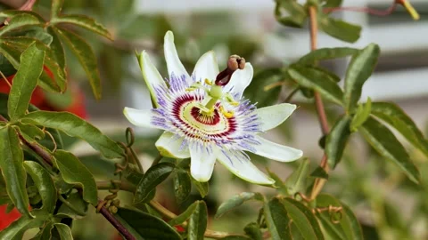 Passiflora caerulea fruit flower close up Stock Footage 225337459