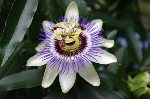 Passiflora caerulea Stock Photos