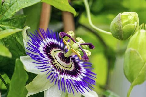 Passiflora caerulea Stockfoto's