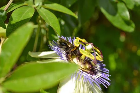 Passiflora caerulea Stock Photos