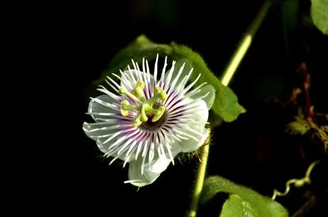 Passiflora caerulea Stock-Fotos