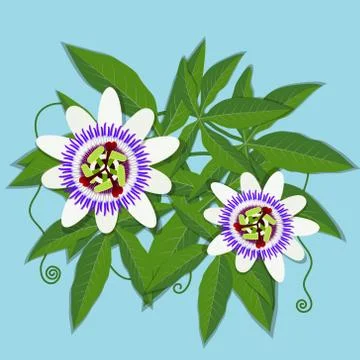Passiflora caerulea white flower. Stock Illustration