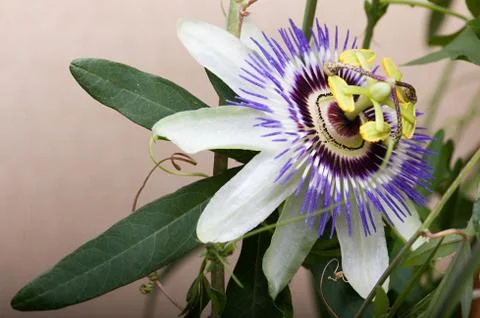 Passiflora coerulea  flower Stock Photos
