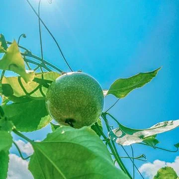 Passiflora Edulis fruit Stock Photos