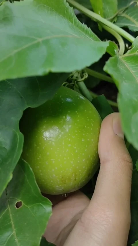 Passiflora edulis or passion fruit Stock Footage 221927568