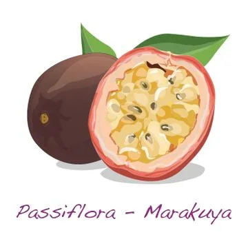 Passiflora edulis vector on white background Stock Illustration