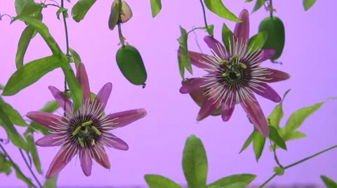 Passiflora flower. berries Passiflora. Two flower.  Time lapse. Video stock 55894251