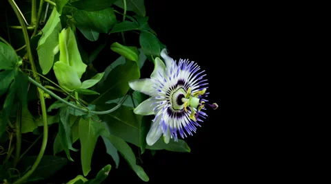 Passiflora flower blooming timelapse Stock Footage 36808318