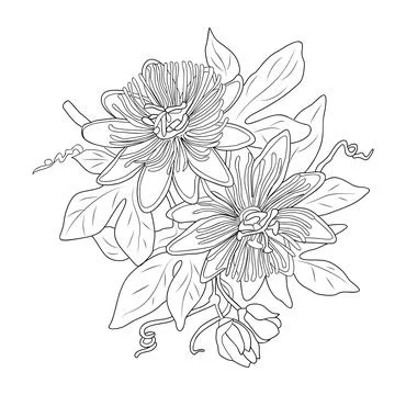 Passiflora flower botanical vector line art sketch Stock Illustration