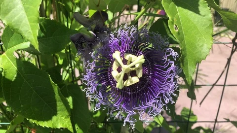 Passiflora Flower pan dx Stock Footage 115435631
