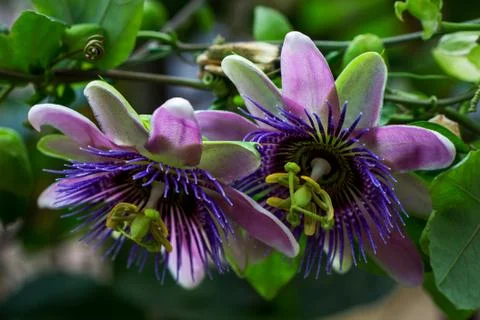 Passiflora flower Stock Photos