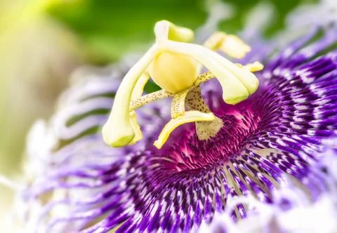 Passiflora flower Stock Photos