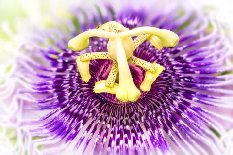 Passiflora flower Stock Photos