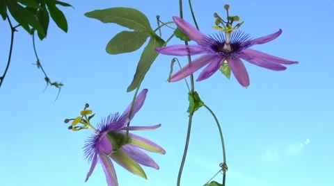 Passiflora flower.  Time lapse. Video stock 54792210
