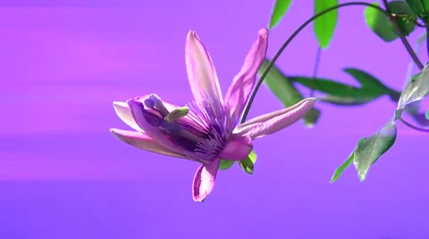 Passiflora flower. Time lapse. Video stock 55045907