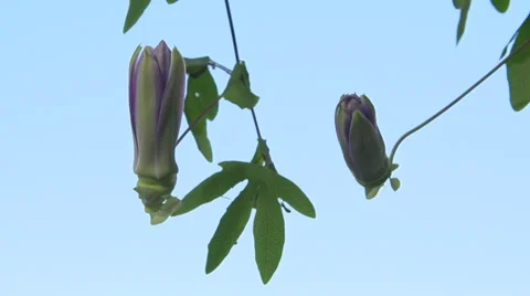 Passiflora flower. Time lapse. 스톡 동영상 55894667
