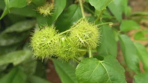 Passiflora foetida, commonly known as the stinking passionflower. Stock Footage 321767159