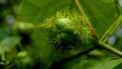 Passiflora foetida Video stock 230211916