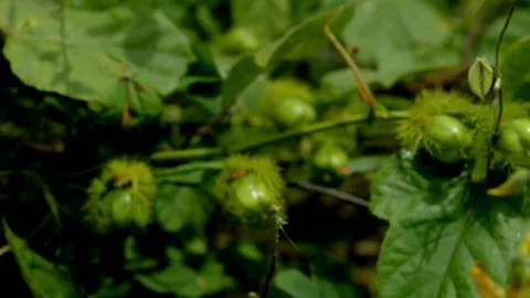 Passiflora foetida Stock Footage 230211943