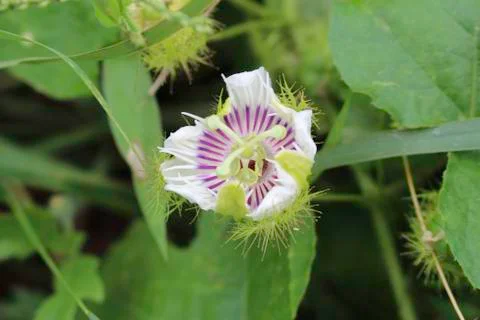 Passiflora foetida L. Stock Photos