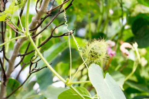 Passiflora foetida Linn. Stock Photos