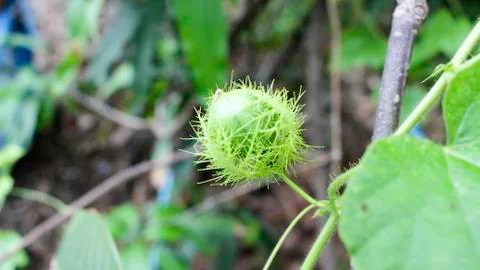 Passiflora foetida Linn. Stock Photos