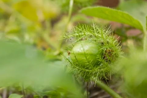 Passiflora foetida Stock Photos