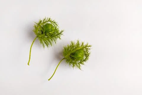 Passiflora foetida Stock Photos