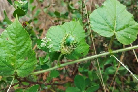 Passiflora foetida Stock Photos