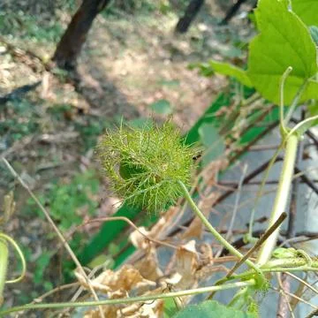 Passiflora foetida Foto stock