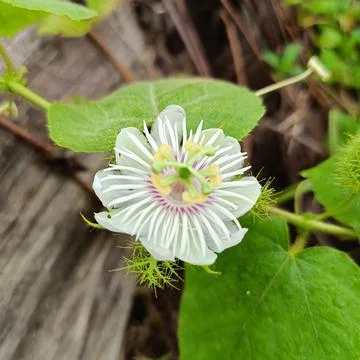 Passiflora foetida Stock Photos