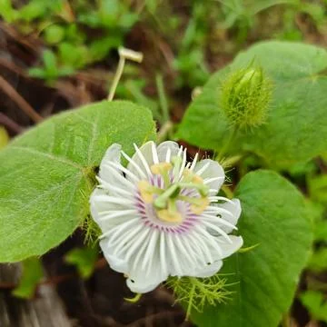 Passiflora foetida Stock Photos