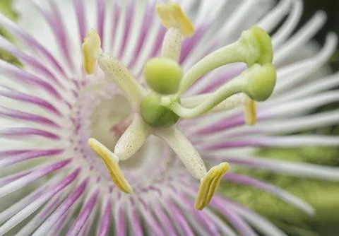Passiflora foetida Photos