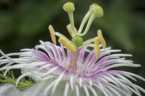 Passiflora foetida Photos