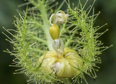 Passiflora foetida Photos