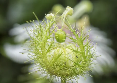 Passiflora foetida Photos