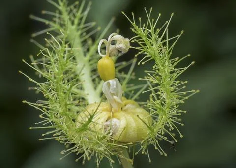 Passiflora foetida Photos