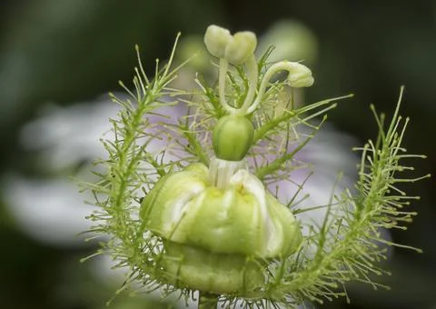 Passiflora foetida Photos
