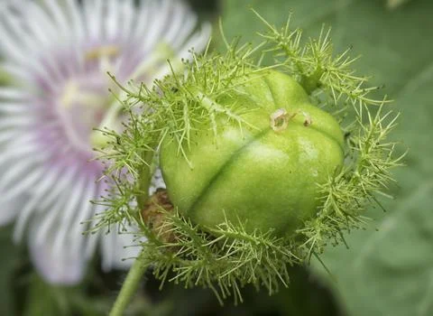 Passiflora foetida Photos