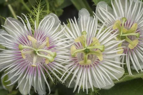Passiflora foetida Photos