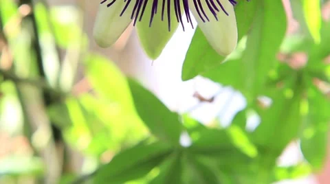 Passiflora Stock Footage 1906311